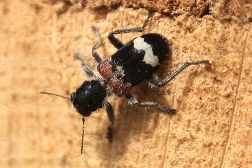 Réf. 228 910 : Clerus mutillarius